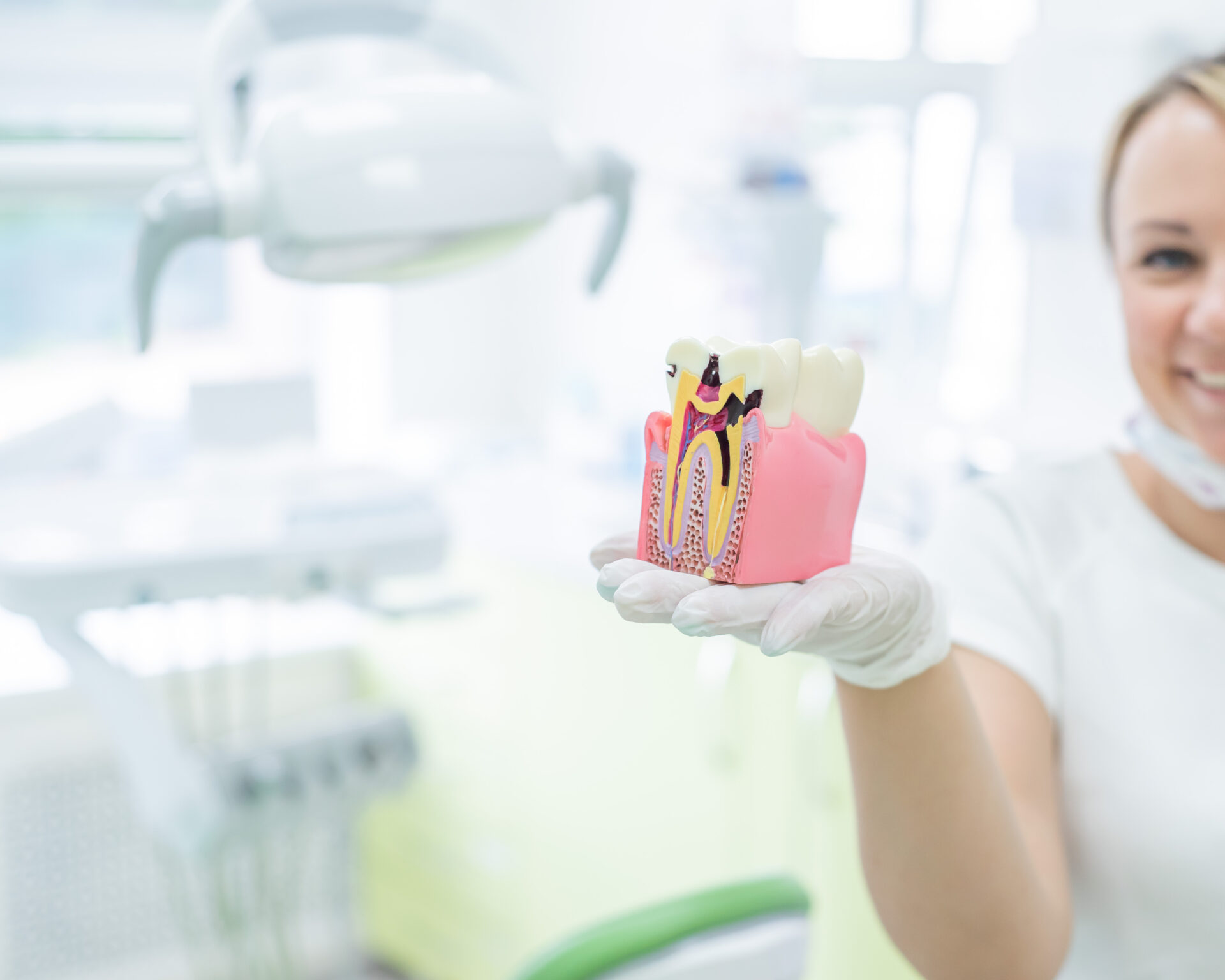 Anatomy of a dental model concept of a dentist cross section for education. Female Dentist holds a mock tooth in section at office. 32 teeth. The perfect smile